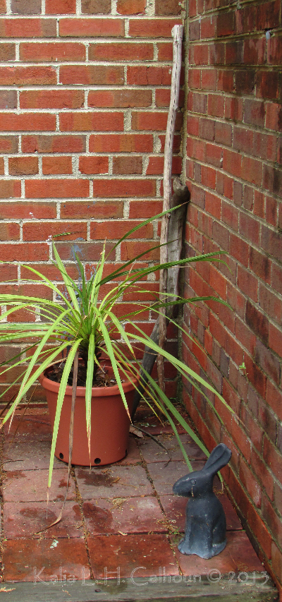 potted plant in the corner of a brick patio and the corner where the steps meet the house