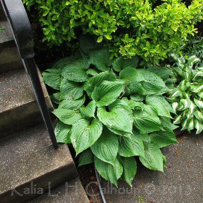 a hosta at the base of steps 