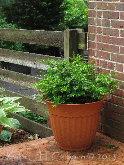 a potted bush where the corner of the house, corner of the patio and the end of a fence meet